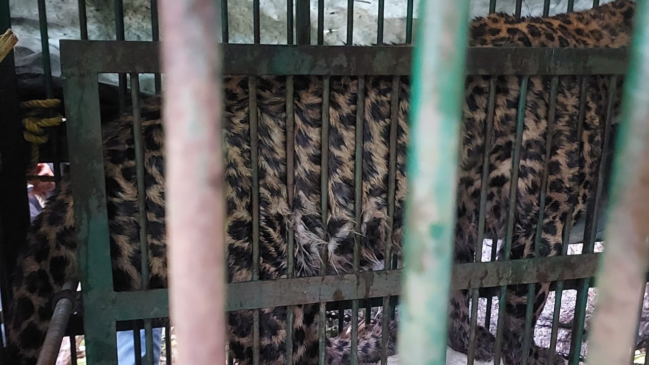 Leopard Rescued at Timburbong, West Sikkim