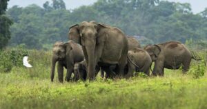 70-year-old Sikkim's retired man killed by elephant in Naxalbari