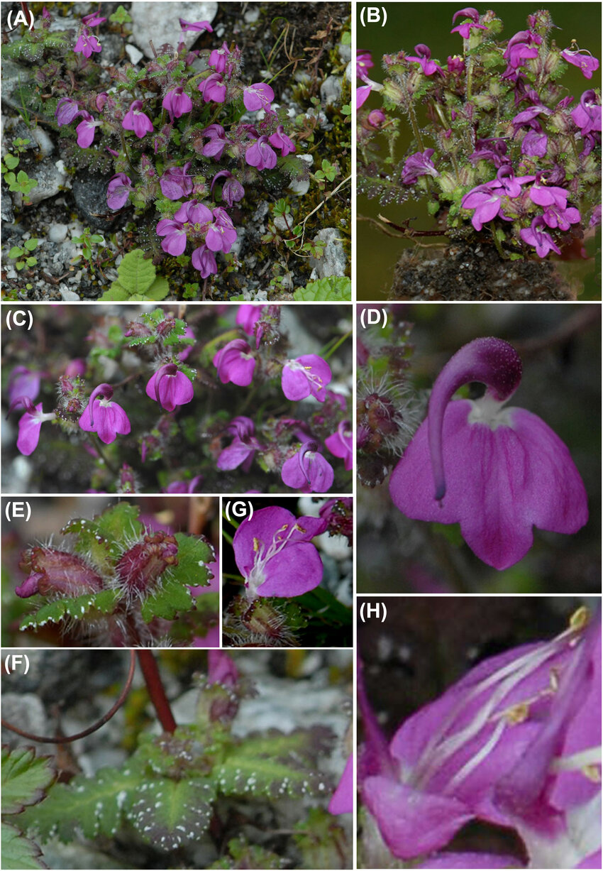 Pedicularis Revealiana : Botanists From Uttar Pradesh Discovered New Plant Species In Sikkim