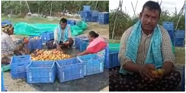 Tomato Yield Makes Andhra Farmer Crorepati, Earns Rs 4 Crore In Just 45 Days