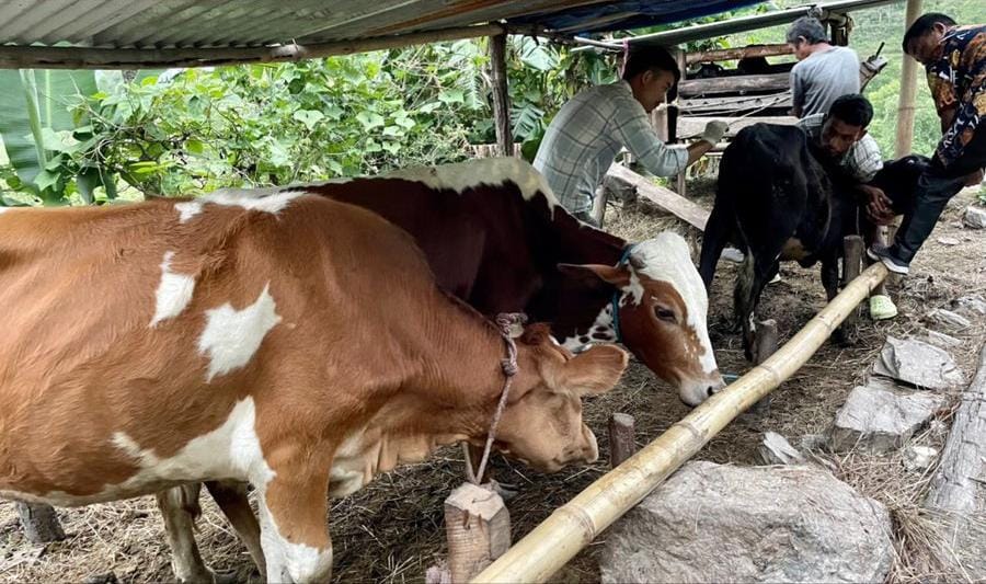 Lumpy Skin Disease Outbreak: 4,967 Livestock Affected in Sikkim