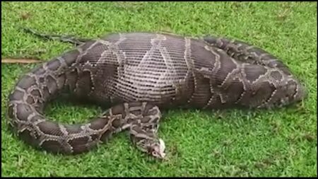 Two giant python rescued successfully in two places Bagdogra and Sukna