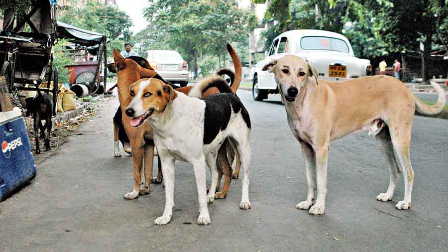 Punjab and Haryana Court Directs State To Pay Rs 10,000 For Dog Bite Compensation