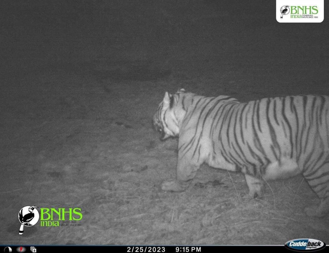 Highest-Elevated Tiger Sighting In India Recorded In Sikkim