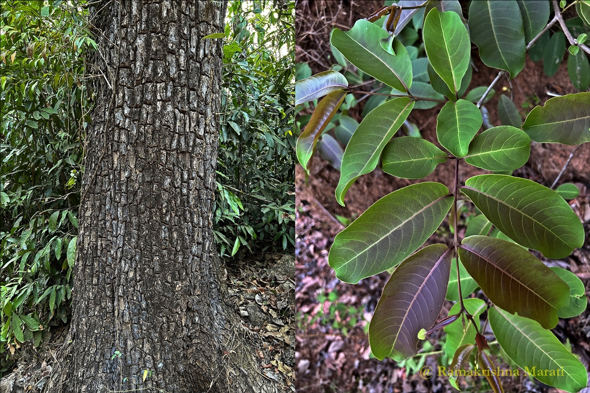 Terminalia tomentosa - Indian Laurel Tree