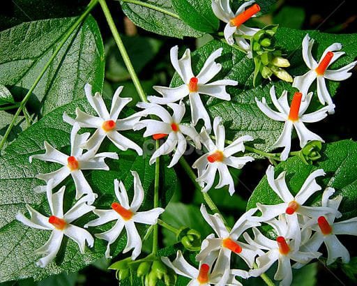 The Magical Benefits of Harsinghar (Parijat/Night Jasmine)