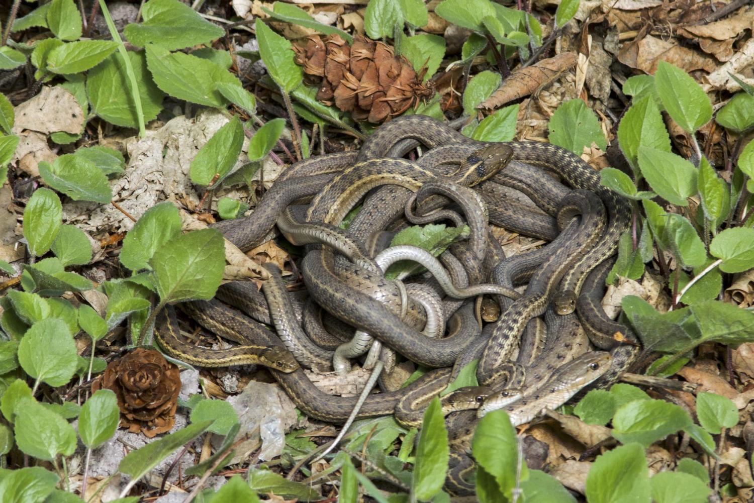 Watch : Omg! more than 40 snakes in one place