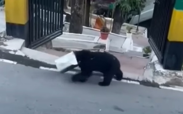 Bravo to the Foresters of Chamoli District, Joshimath, Uttarakhand, for Rescuing a Baby Bear Cub