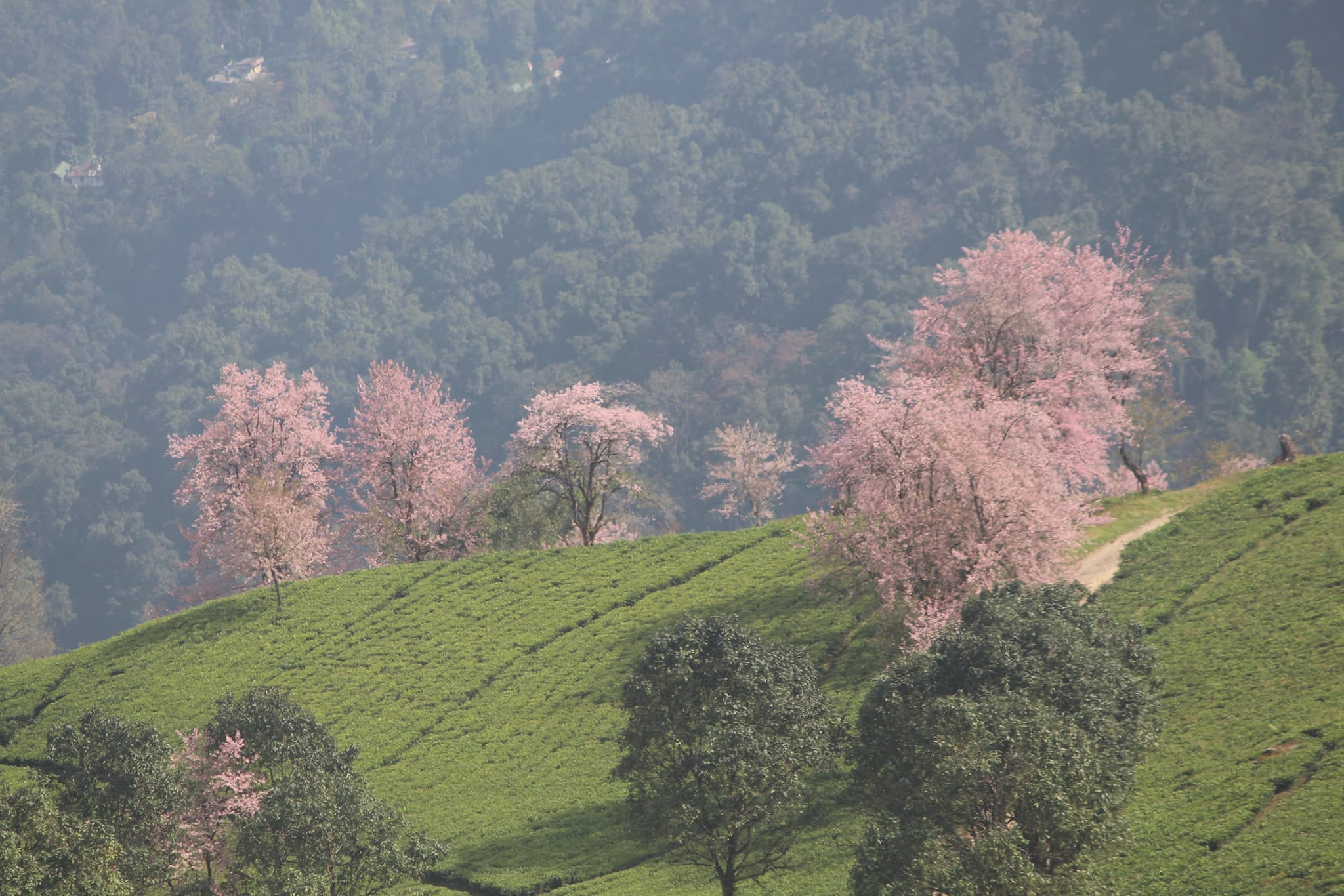 Enchanting Cherry Blossoms Return to Temi Tea Estate in South Sikkim (Pic Bishal Baniya)