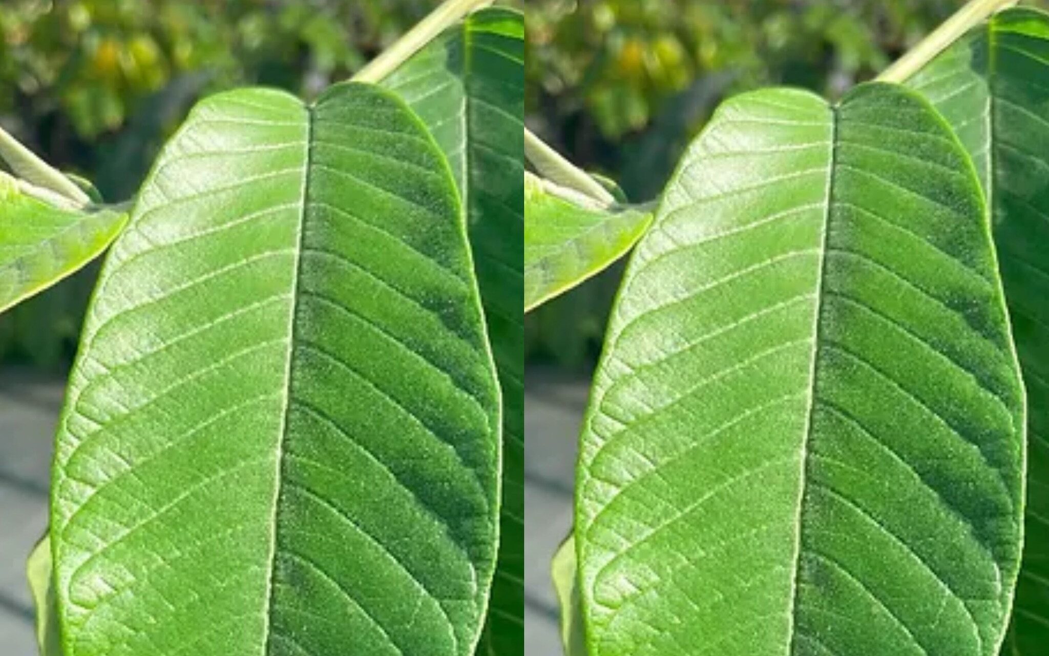 Guava Leaves: A Natural Remedy for Managing Diabetes and Boosting Health