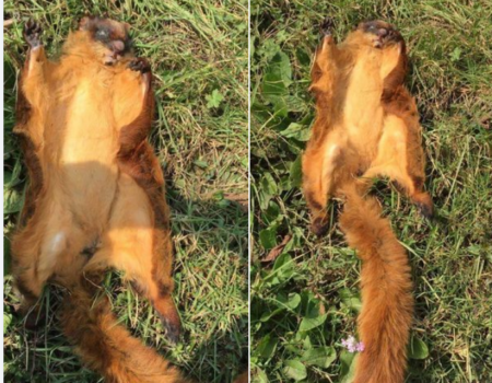 WB Forest Officials Arrests Three Sikkim People With Skin of Himalayan Flying Squirrel