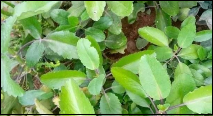 Ayurvedic Importance Of Bryophyllum Pinnatum or Patharchatta