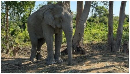 Vantara, a renowned rescue center for captive elephants and other wild animals, is preparing to provide a sanctuary for 20 elephants rescued Vantara, a renowned rescue center for captive elephants and other wild animals, is preparing to provide a sanctuary for 20 elephants rescued