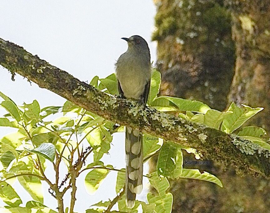 Long Tailed Sibia First Time Sighting Sikkim In Sikkim