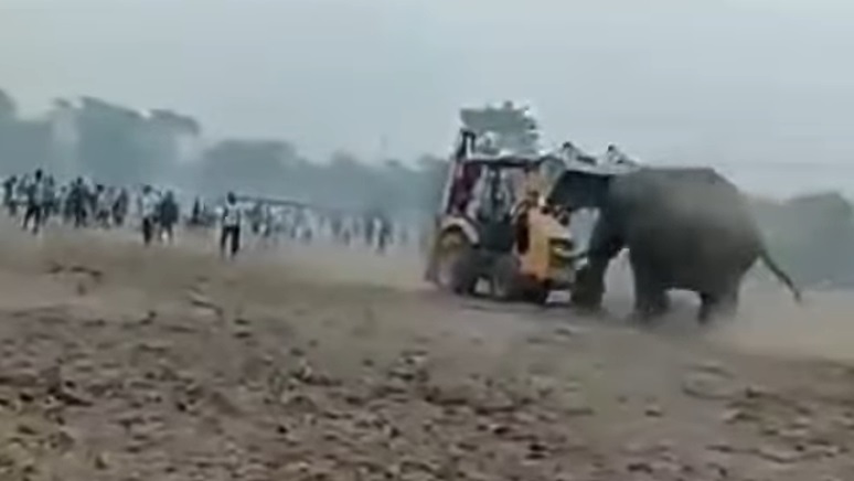 JCB Driver Arrested After Shocking Attack on Innocent Elephant