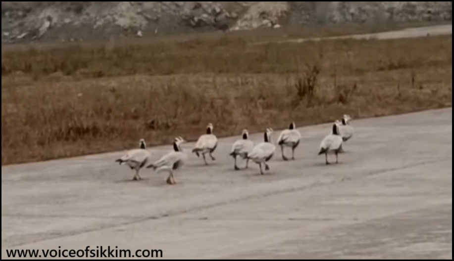 Rare Sight: Bar-Headed Geese Make Surprise Appearance at Pakyong Airport