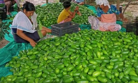 Assam’s Golden Treasure: The Story of Kaji Nemu (Assam Lemon)