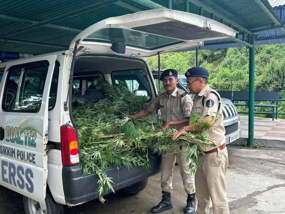 Marijuana Plants Destroyed in Pakyong During Anti-Narcotics Operation