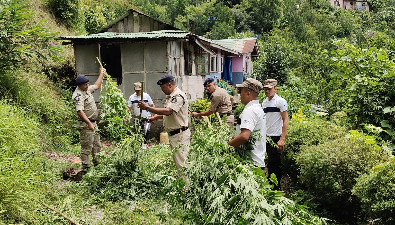 Singtam Police Uproots 2,500 Cannabis Plants in Major Anti-Drug Operation