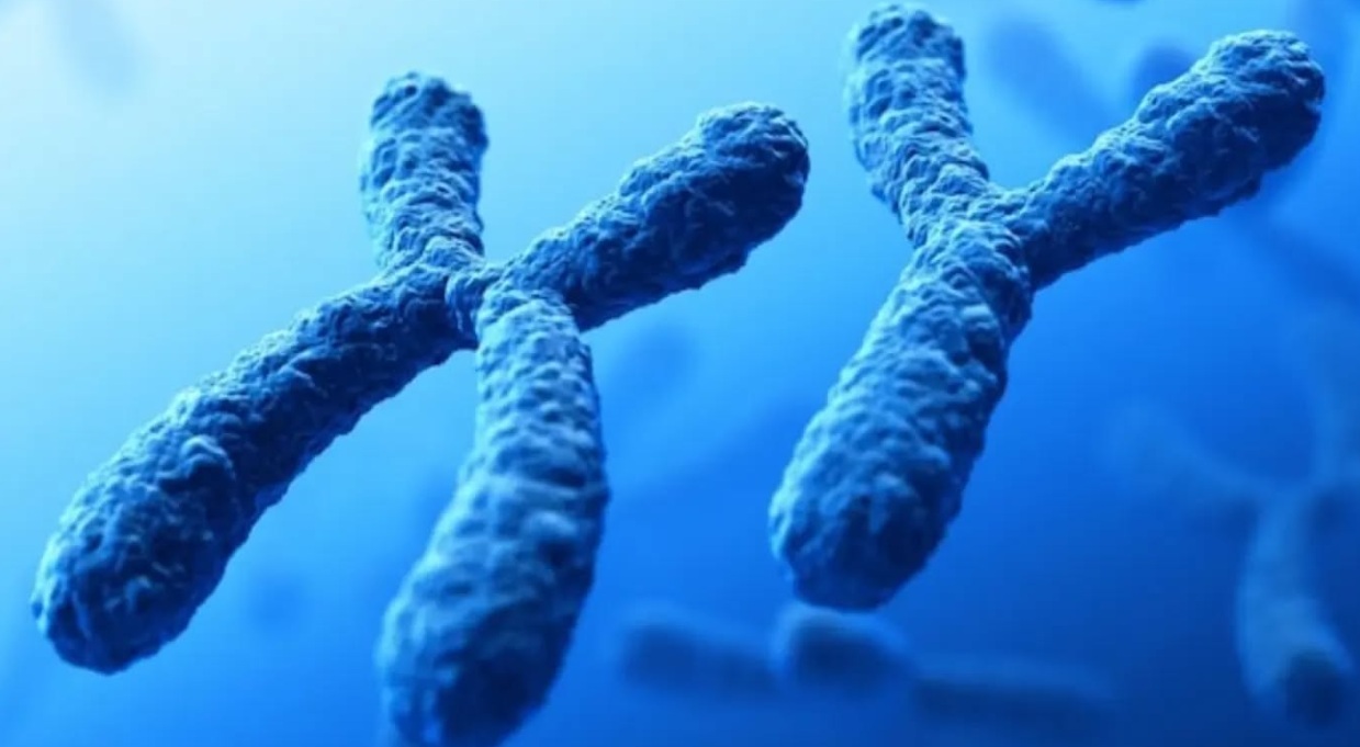 The Vanishing Y Chromosome: Unraveling Its Impact on Men's Health and Aging