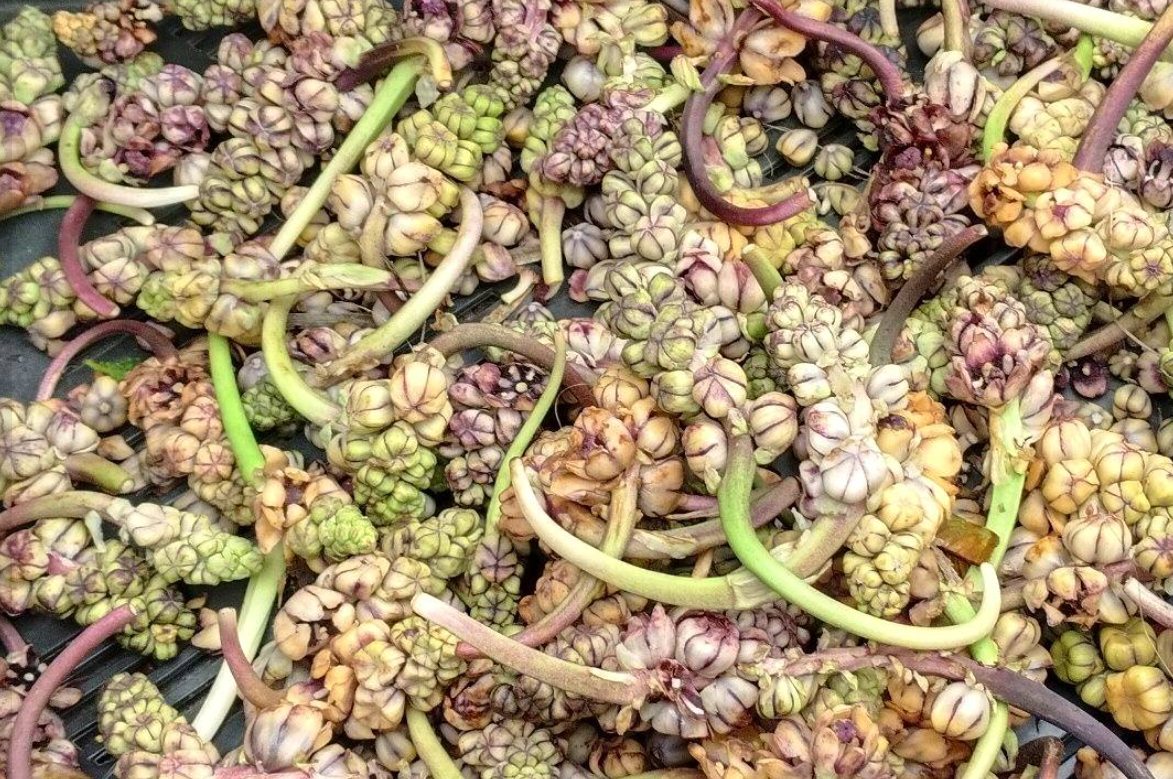 Nakima (Tupistra nutans): A Himalayan Superfood for Healthy Living