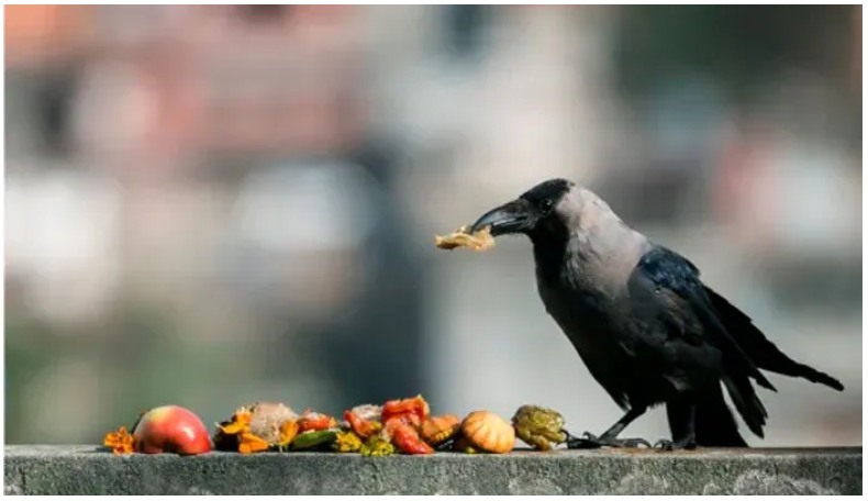 Kaag Thihar (Festival Of Crows)