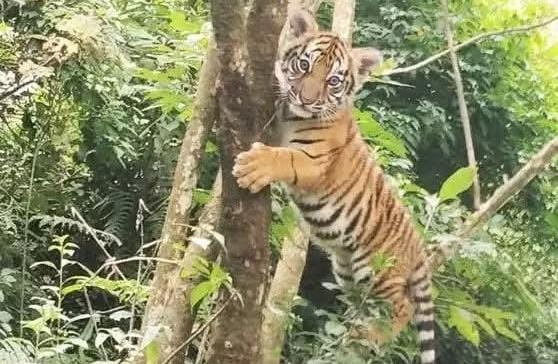 Royal Bengal Tiger Cub Sighted Near Gangtok, Forest Teams Launch Search Operation