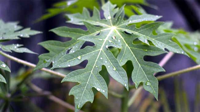 Beyond the Fruit: Unlocking the Powerful Health Benefits of Papaya Leaves