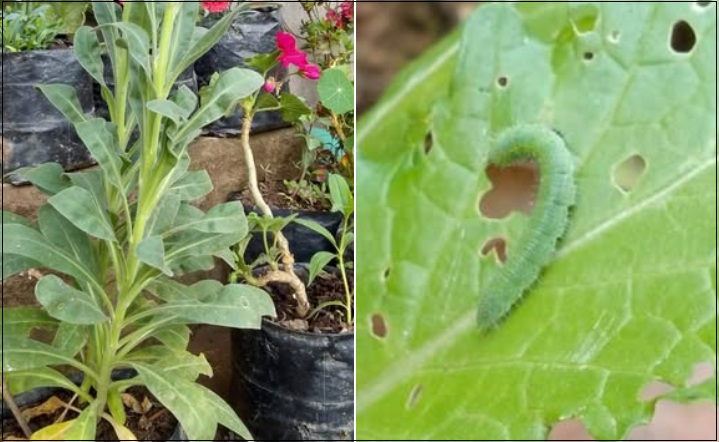 Butterfly Society of Sikkim Records New Host Plants for Indian Cabbage White in a First for India