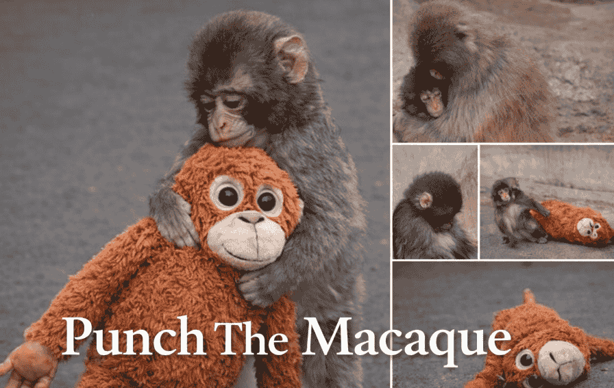 A tiny face pressed against a faded stuffed toy has touched millions around the world.