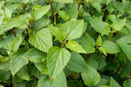 The Weed That Heals: Unlocking the Scientific Power of Chromolaena Odorata The Weed That Heals: Unlocking the Scientific Power of Chromolaena Odorata